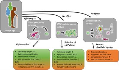 Age Is Relative—Impact of Donor Age on Induced Pluripotent Stem Cell-Derived Cell Functionality